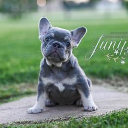 JUNIPER 4500 - Tricolors female French Bulldog puppy in Blue Ridge, Texas from Beason’s HomeGrown Frenchies