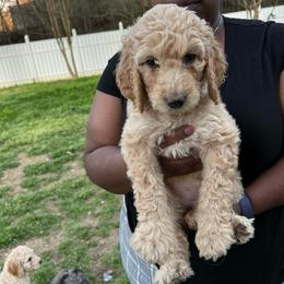 Sweetpea - Cream female Goldendoodle puppy in Simpsonville, South Carolina from D & D Golden Doodles, LLC