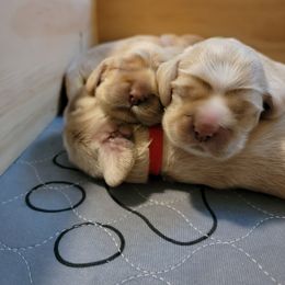 Cocker Spaniel Puppies from Kellie's Cocker Spaniels