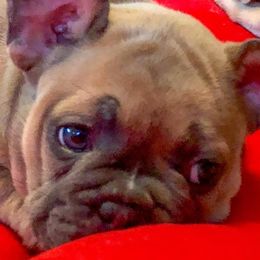 French Bulldogs from JP’s French Bulldogs of Ohio