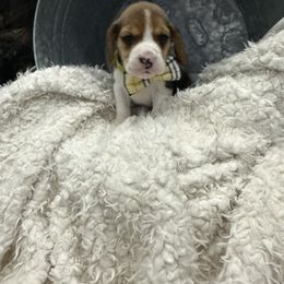 Beagle Puppies from Stranger Creek Beagles