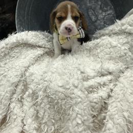 Beagle Puppies from Stranger Creek Beagles