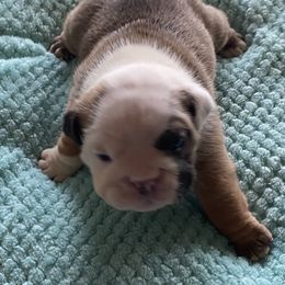 Boy 5 - Bulldog puppy in Myerstown, Pennsylvania from Brooke’s Babies