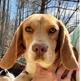 Biscuit - Beagle