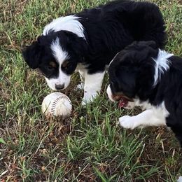 Toy Australian Shepherd Puppies from Baker Ranch Toy Aussies