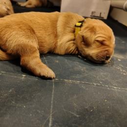 Yellow collar - girl - Dark golden female Golden Retriever puppy in Bethel, Ohio from Agnes' Golden Retrievers