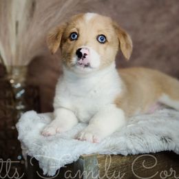 Snickerdoodle - Red merle and white American Corgi puppy in Cameron, North Carolina from Butts Family Corgis
