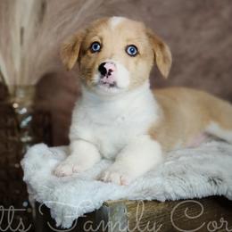 Snickerdoodle - Red merle and white American Corgi puppy in Cameron, North Carolina from Butts Family Corgis