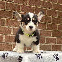 Boy 2 - Pembroke Welsh Corgi puppy in Farnham, Virginia from Polly’s Farm