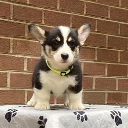 Boy 2 - Pembroke Welsh Corgi puppy in Farnham, Virginia from Polly’s Farm