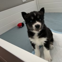 Siberian Husky Puppies from OAZS Pups