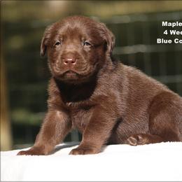 Blue - Chocolate male Labrador Retriever puppy in Huntington, Texas from Soggy Bottom Retrievers