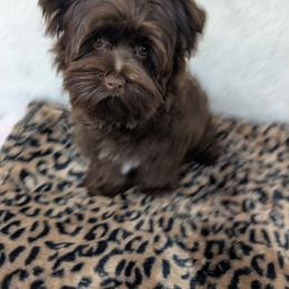 Shadow - Liver male Yorkshire Terrier puppy in Gaylesville, Alabama from Sweet Alabama Yorkies