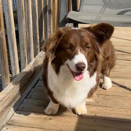 Bon Bon - Liver and white female Cardigan Welsh Corgi puppy in Virginia from Beaucoup Corgis
