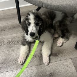 Big Dom - Brindle male Poodle puppy in Maryland from Hernwood Heelers & Poodles