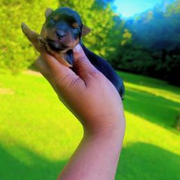 Isis - Black and tan female Yorkshire Terrier puppy in Louisburg, North Carolina from Nell’s Adorable Yorkshire’s