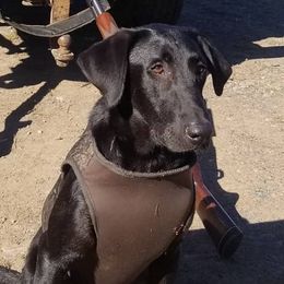 General  - Labrador Retriever
