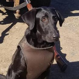 General  - Labrador Retriever