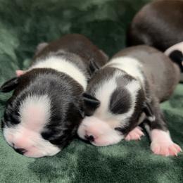 Boston Terrier Puppies from Candi's Boston Terriers