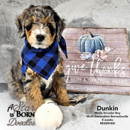 Bernedoodle Puppies from A Star is Born Doodles