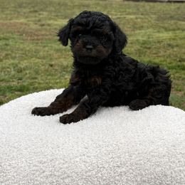 Border Collie and Poodle Puppies from Ross Vegas Kennels