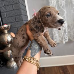 Nala - Dapple female Dachshund puppy in Kennedale, Texas from Puppiesnat