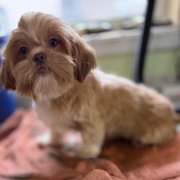 Krissy - Red female Shih Tzu puppy in Stafford, Virginia from Bayview Pups