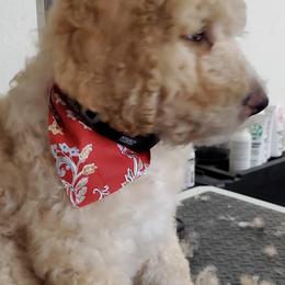 Goldendoodles, Labradoodles, and Poodles from Lillybrooke Acres