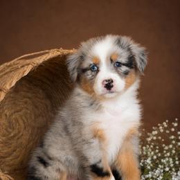 Ellie- Has Tail and Videos - Blue merle female Australian Shepherd puppy in Troy, South Carolina from Lana Corley- Australian Shepherds of 3/W Farms