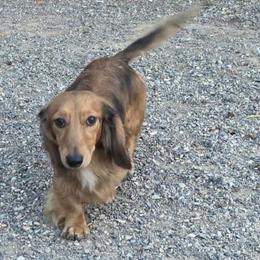 Happy - Cream male Dachshund puppy in Willard, Utah from Simply Sharing Love