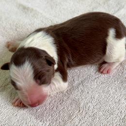 Banjo - White and red male Border Collie puppy in Rickman, Tennessee from Roaring River Border Collies