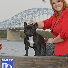 Kiss - French Bulldog