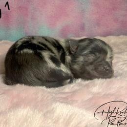 Boy 1 - Blue merle male Pomeranian puppy in Fort Jones, California from High Rocking Pom Poms