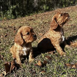 Cavalier King Charles Spaniel Puppies from Sweet Southern Cavaliers and Frenchies