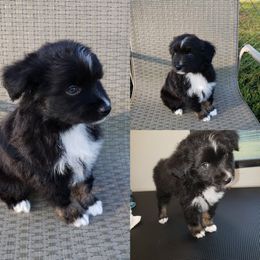 Australian Shepherd, Miniature Australian Shepherd, and Toy Australian Shepherd Puppies from Rumour Has It Aussies