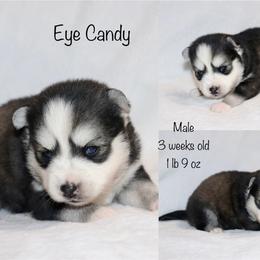 Eye Candy - Black and white male Pomsky puppy in Denham Springs, Louisiana from Bayouland Pomskies