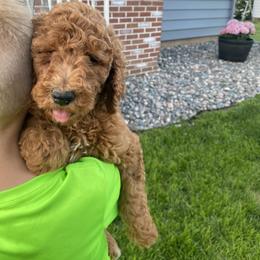 Goldendoodle Puppies from Two Ps in a Pod