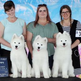 Samoyeds from KinleyRay Samoyeds