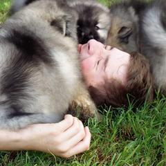 Keeshond Puppies from StarStruck Keeshonden