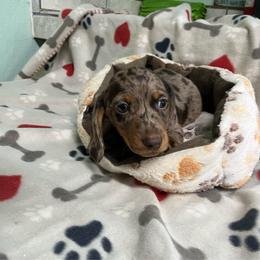 Blue - Dapple male Dachshund puppy in Cumby, Texas from Dog Daze Ranch