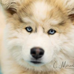 Siberian Husky Puppies from Funky Farm AKC Siberian Huskies Kennel