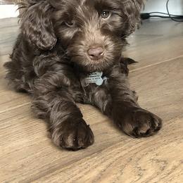 Australian Labradoodle Puppies from Forever Friends Labradoodles