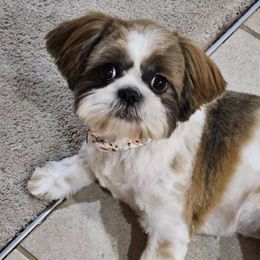 Leia - Shih Tzu