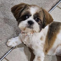 Leia - Shih Tzu