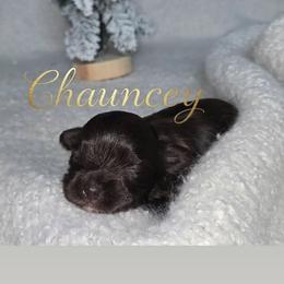 Chauncey - Liver male Yorkshire Terrier puppy in Jacksonville, Florida from Ja'Dor Yorkies