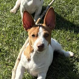 Mastiff and Teddy Roosevelt Terrier Puppies from Margo Lauritsen