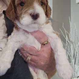 Assorted Doodle Crosses, Cavapoo, and Goldendoodle Puppies from Debbie's Puppies