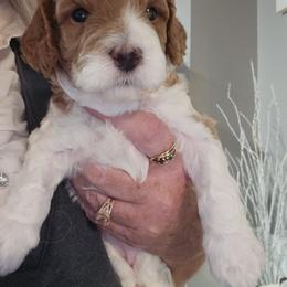 Assorted Doodle Crosses, Cavapoo, and Goldendoodle Puppies from Debbie's Puppies