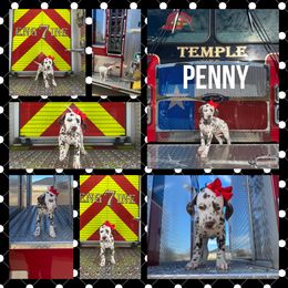 Girl 1 - White and liver brown Dalmatian puppy in Waxahachie, Texas from Tiff’s Dalmatian Plantation