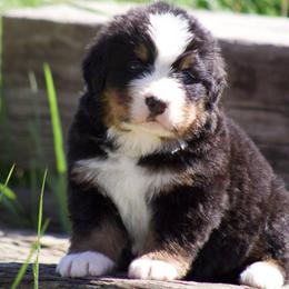Grey male - Black rust and white male Bernese Mountain Dog puppy in Winigan, Missouri from Home Sweet Bernese